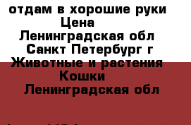 отдам в хорошие руки › Цена ­ 0 - Ленинградская обл., Санкт-Петербург г. Животные и растения » Кошки   . Ленинградская обл.